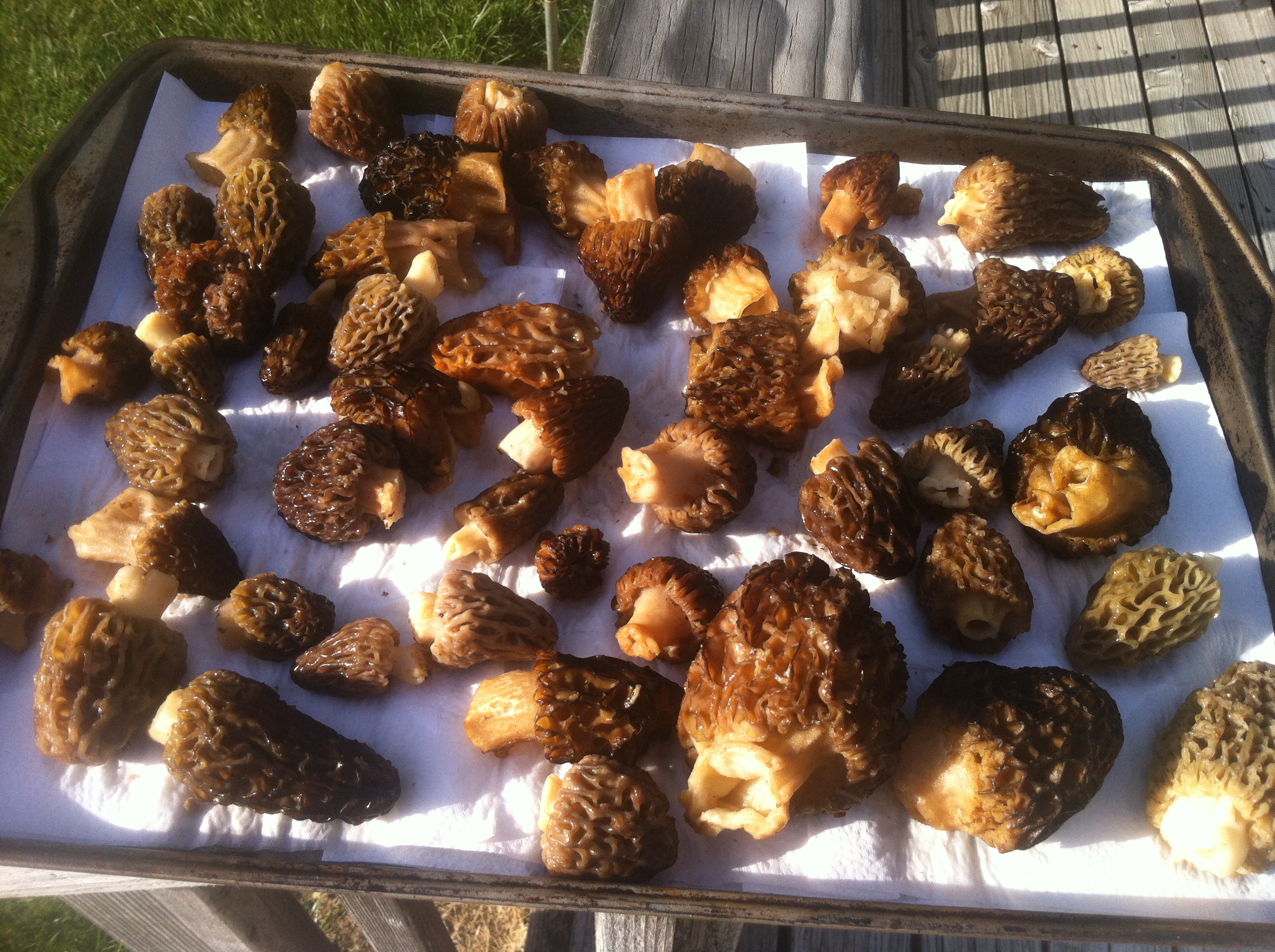 Morel mushrooms in Jackson, Josephine and other Counties in Oregon