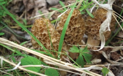 Southern Oregon Morel Mushroom Hunting Guide