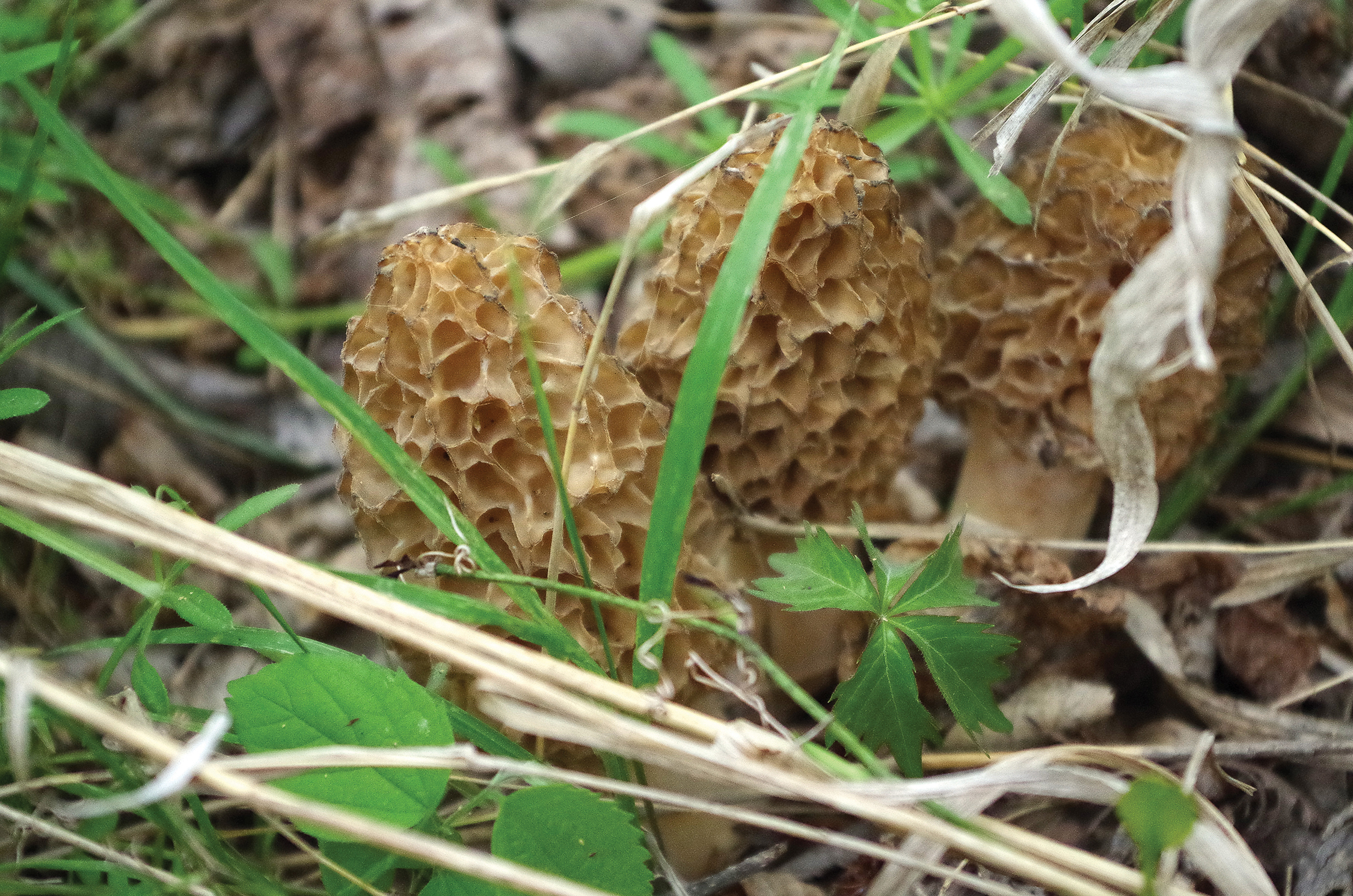 Morel mushrooms hunting in Southern-Oregon