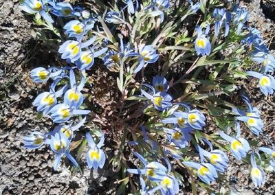 Oregon-WIldflower-Database