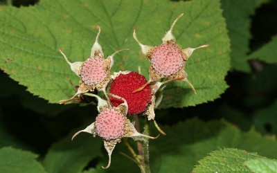 Edible Wild Berries of Southern Oregon